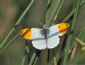 Anthocharis cardamines